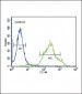 ZDHHC21 Antibody (N-term)