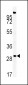 ZDHHC21 Antibody (N-term)