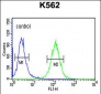 RTN4RL1 Antibody (C-term)