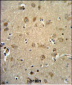 RTN4RL1 Antibody (C-term)