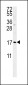 SMAGP Antibody (Center)