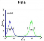 SPT13 Antibody (Center)