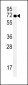 SPT13 Antibody (Center)