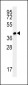 CC106 Antibody  (Center)