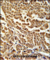 ZNF313 Antibody (C-term)