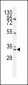 BCA3 Antibody (N-term)