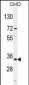 BCA3 Antibody (N-term)