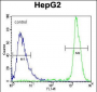 GPAM Antibody (Center)