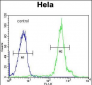 FUS Antibody (C-term)