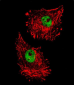 FUS Antibody (C-term)