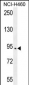 SPARCL1 Antibody (Center)