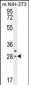 CLDN22 Antibody (Center)