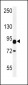 CNTN2 Antibody (Center)