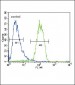 RASGRP1 Antibody (Center)