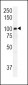 RASGRP1 Antibody (Center)