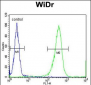 DIRAS3 Antibody