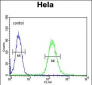 CLTC Antibody (Center)