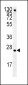 IGFBP4 Antibody (Center)