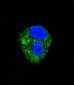 ADORA2A Antibody (Center)
