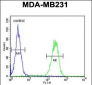 PRSS3 Antibody (N-term)