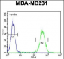 ST7 Antibody (Center)