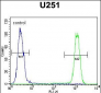 CB018 Antibody (C-term)