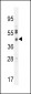 CB018 Antibody (C-term)