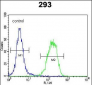 PCOTH Antibody (Center)