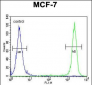 SEL1L Antibody (Center)