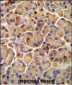 SEL1L Antibody (Center)