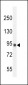 IL12_2 Antibody (C-term)