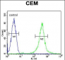 AMY2B Antibody (N-term)