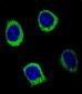 AMY2B Antibody (N-term)