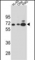 AMY2B Antibody (N-term)