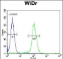 BEX1 Antibody (Center)