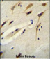 BEX1 Antibody (Center)