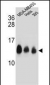 NDUFC2 Antibody (C-term)