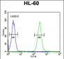 TCL6 Antibody (C-term)