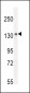 K1199 Antibody (C-term)