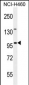 ITIH5 Antibody (C-term)