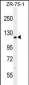 CCD33 Antibody  (C-term)