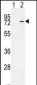 KARS Antibody (N-term)