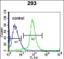 EPGN Antibody (N-term)