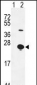 EPGN Antibody (N-term)