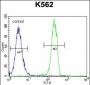 CT45A Antibody (N-term)