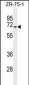 HAUS3 Antibody (Center)