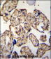 LRRC45 Antibody (C-term)