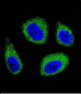 DHCR7 Antibody (C-term)