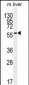 DHCR7 Antibody (C-term)