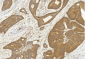 SASH1 Antibody (Center)